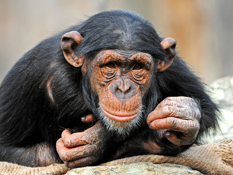 Апелляционный суд Нью-Йорка отказался уравнять в правах шимпанзе и человека
