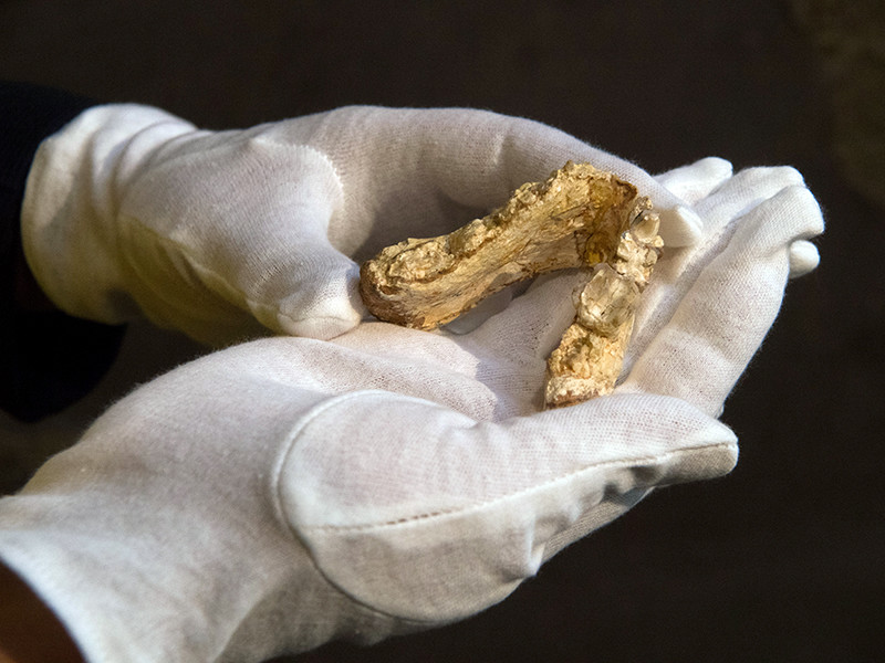 В 1944 году в Греции в местечке Пиргос Василиссис вблизи Афин была найдена нижняя челюстная кость, в 2009 году рядом с болгарским городом Чирпан в Старозагорской области - отдельный зуб