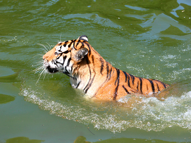 В китайском зоопарке тиграм скормили живого осла на глазах у посетителей