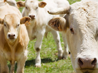 В Британии стадо коров затоптало мультимиллионера