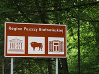 На днях суд Евросоюза признал незаконным решение польских властей о вырубке деревьев в Беловежской пуще