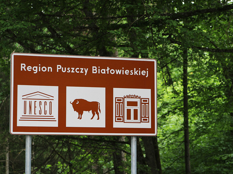На днях суд Евросоюза признал незаконным решение польских властей о вырубке деревьев в Беловежской пуще