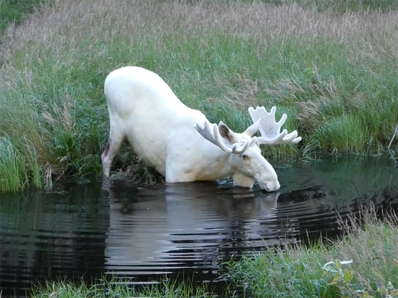 В Швеции сняли ВИДЕО с редким белым лосем