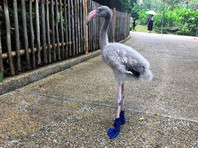 Фламинго из парка птиц в Сингапуре для защиты от горячего бетона обули в сапожки (ВИДЕО)