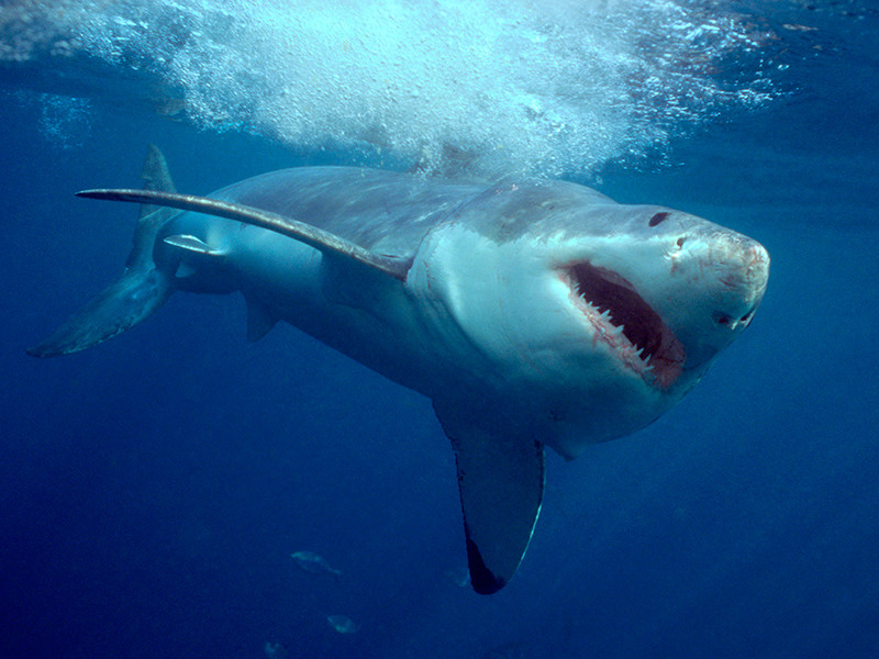 В районе египетского курорта Хургада появились белые акулы