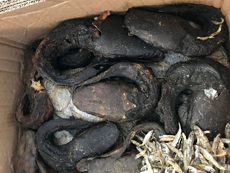Немецкие таможенники сожгли посылку с 20 кг деликатесных личинок и тухлых змей