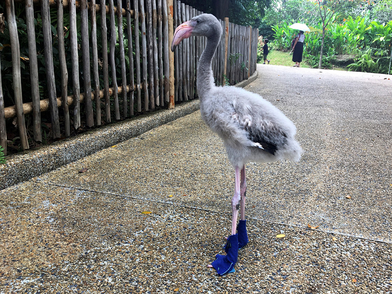Смотрители парка птиц Джуронг в Сингапуре обеспечили одного из своих питомцев обувью