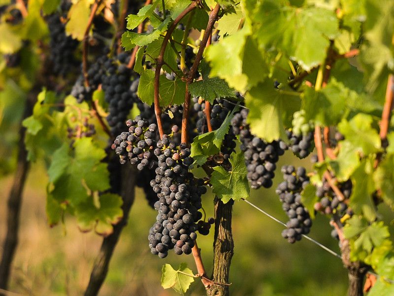 Исследователи обнаружили следы того, что может быть признано самым старым вином в мире