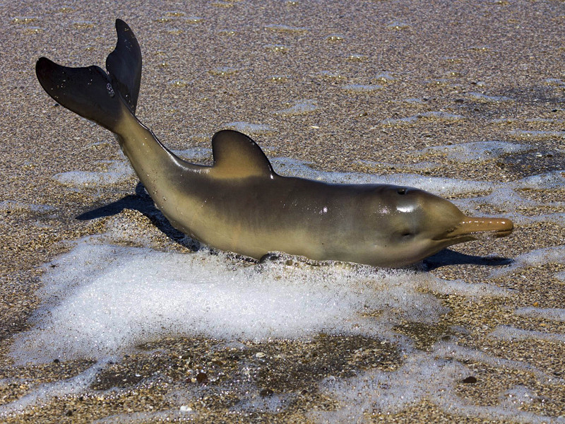 Детеныш дельфина погиб на одном из пляжей Испании после того, как его в буквальном смысле атаковали туристы, желавшие сфотографироваться с ним