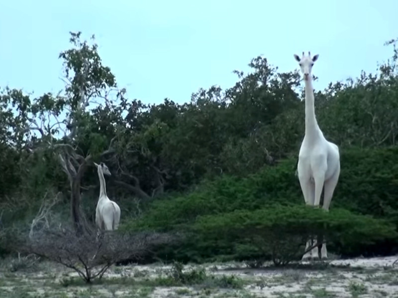 В Кении редких белых жирафов сняли на ВИДЕО