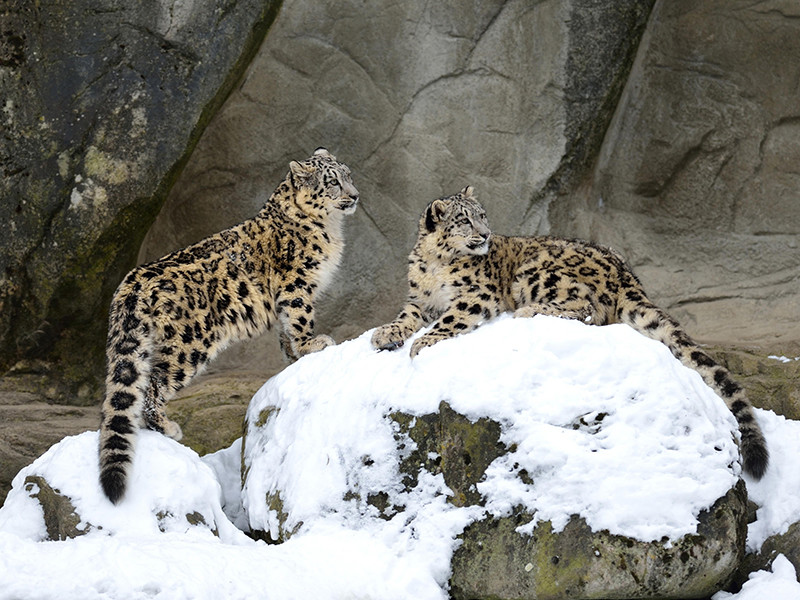 Международный союз охраны природы (IUCN) изменил охранный статус снежного барса, также известного как снежный леопард или ирбис, с "исчезающего" на "уязвимый". С 1972 года животное входило в список видов, находящихся под угрозой вымирания
