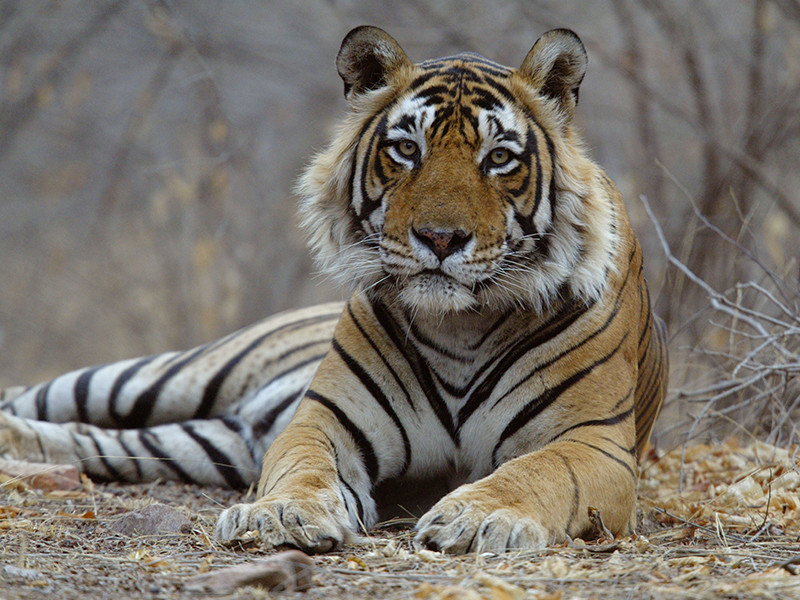 В Казахстане запускают программу по восстановлению популяции тигров спустя 70 лет после их полного исчезновения с территории республики