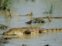 На Шри-Ланке крокодил съел журналиста The Financial Times