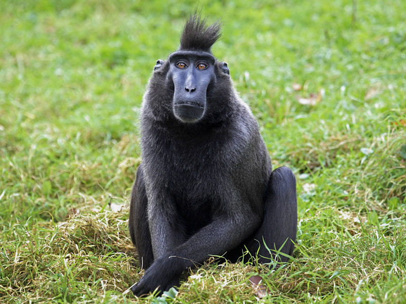 Британский фотограф Дэвид Слейтер после двух лет судебных разбирательств отстоял свои права на авторство фотографии, которую сделала индонезийская обезьяна на его камеру