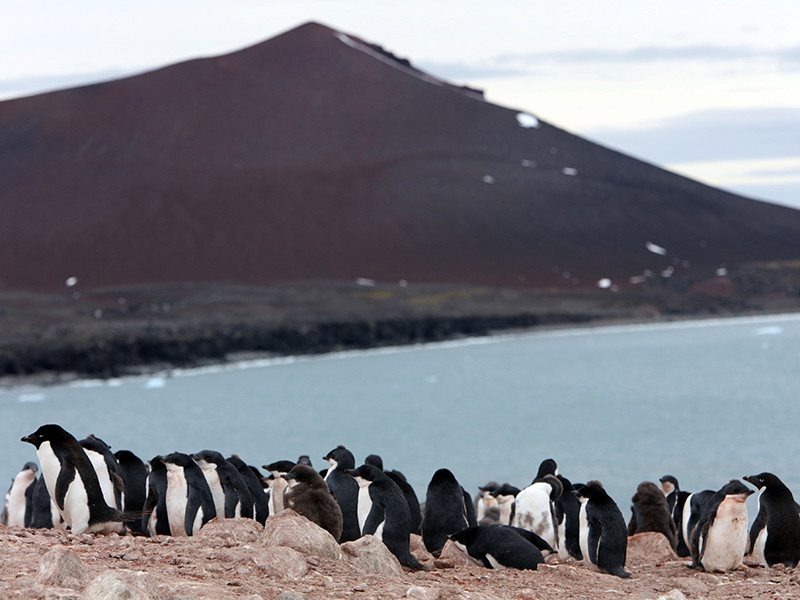 Колония из 40 тысяч пингвинов Адели в Антарктиде пережила в этом году катастрофическое для популяции событие. От голода погибли практически все птенцы, лишь двое остались в живых