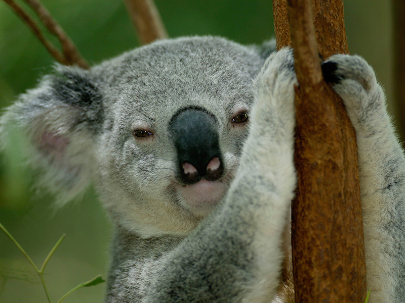 В Австралии спасают коал