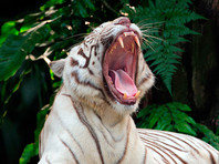 В Индии белые тигрята загрызли пришедшего их покормить сотрудника национального парка