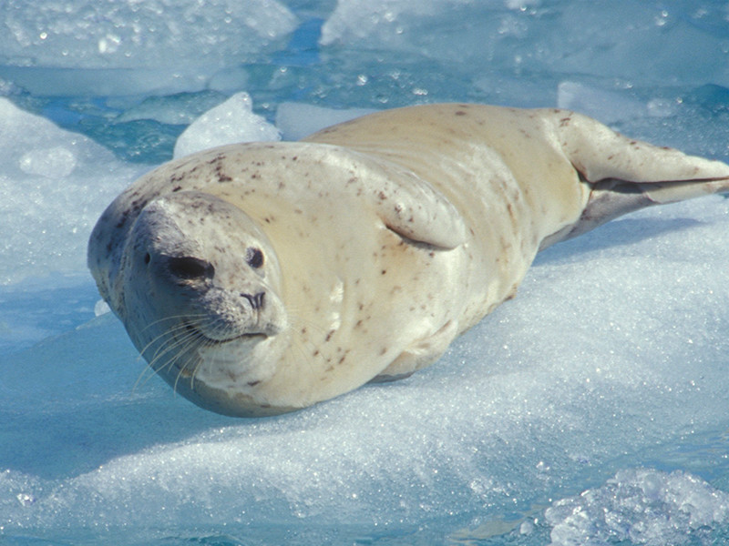 На Аляске застрявшего на ВПП 200-килограммового тюленя вывезли на санках с территории аэропорта

