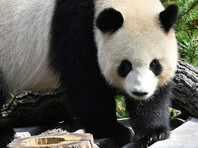 Гуляющую задним ходом панду в Берлинском зоопарке хотят излечить сексом. ВИДЕО