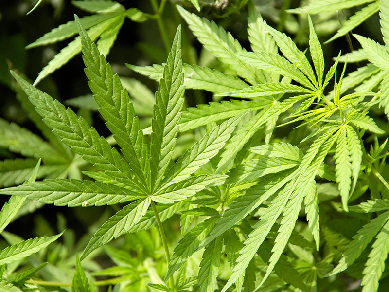 Наказание за марихуана семена конопли ком