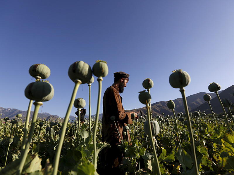 В Афганистане в 2017 году организация производства опиума достигла рекордного уровня, увеличившись на 87% по сравнению с прошлым годом после расширения посевных площадей мака
