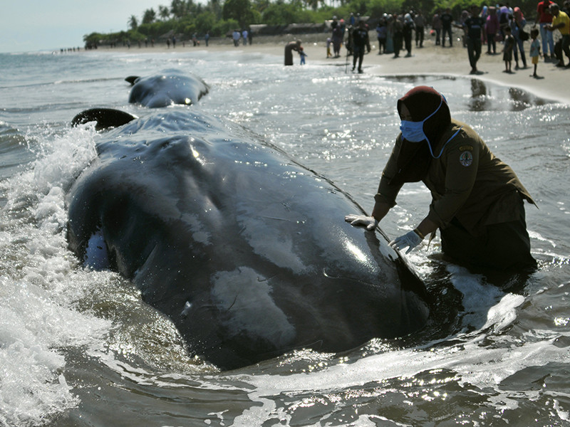 В индонезийской провинции Ачех специалистам по охране окружающей среды при помощи волонтеров удалось спасти шесть из десяти китов, застрявших на мелководье