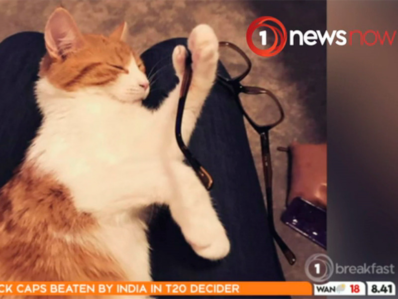 "Первая кошка Новой Зеландии" погибла под колесами машины возле резиденции премьер-министра, Twitter погрузился в скорбь

