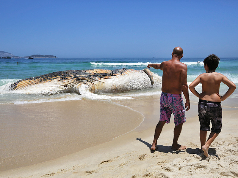 На белоснежный песок знаменитого пляжа Рио-де-Жанейро выбросило тушу кита