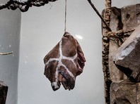 Публикации о жестоком обращении с животными в зоопарках Дании получили "вирусное" распространение в соцсетях. Блогеры, в частности, припомнили, что в 2013 году в зоопарке Копенгагена умертвили и скормили львам жирафа Мариуса

