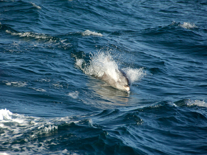 Оргии нерестящихся рыбок в Мексиканском заливе травмируют дельфинов, выяснили ученые