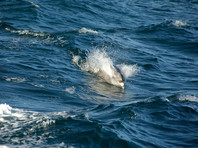 Оргии нерестящихся рыбок в Мексиканском заливе травмируют дельфинов, выяснили ученые
