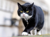 Британский МИД запретил сотрудникам подкармливать штатного кота-мышелова