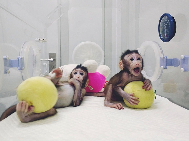 Ученые в Китае совершили прорыв в клонировании обезьян