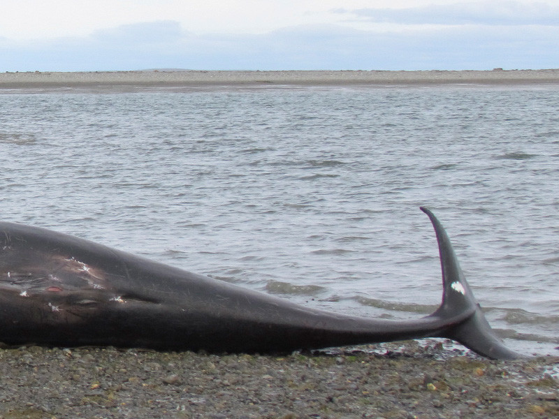На днях в чилийском Пунта-Аренас на берегу Магелланова пролива была обнаружена 21-метровая туша синего кита. Что стало причиной гибели гигантского морского млекопитающего, которое считается крупнейшим животным на планете, пока точно не известно