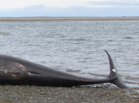 В   Чили  надругались над  выброшенной на берег тушей  21-метрового синего кита     (ФОТО)