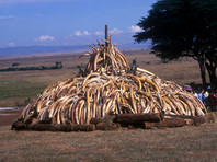 Слоновая кость, Кения