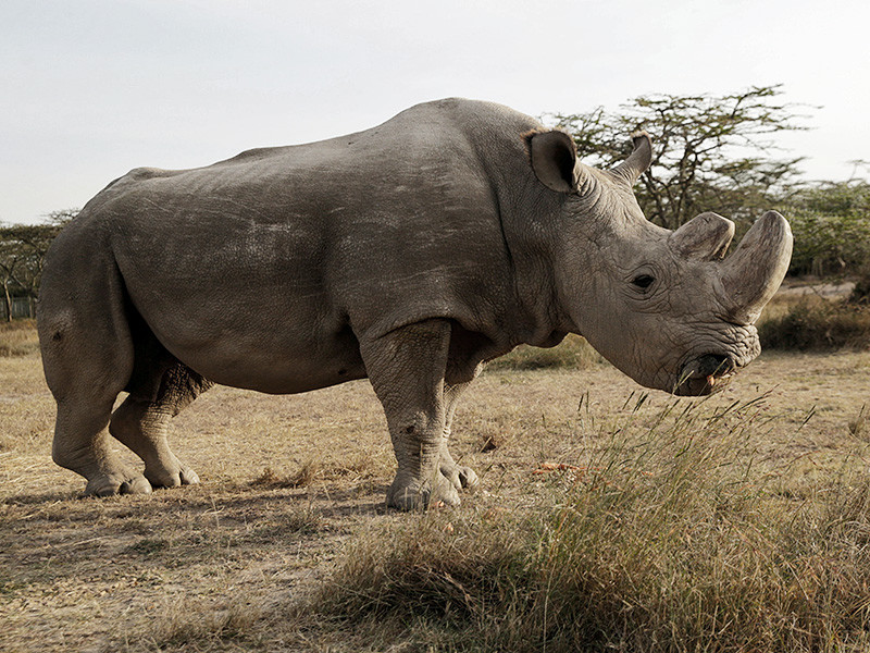 В Кении скончался самец северного белого носорога по кличке Судан. Он был последней особью мужского пола этого вида животных, теперь на Земле осталось всего две самки