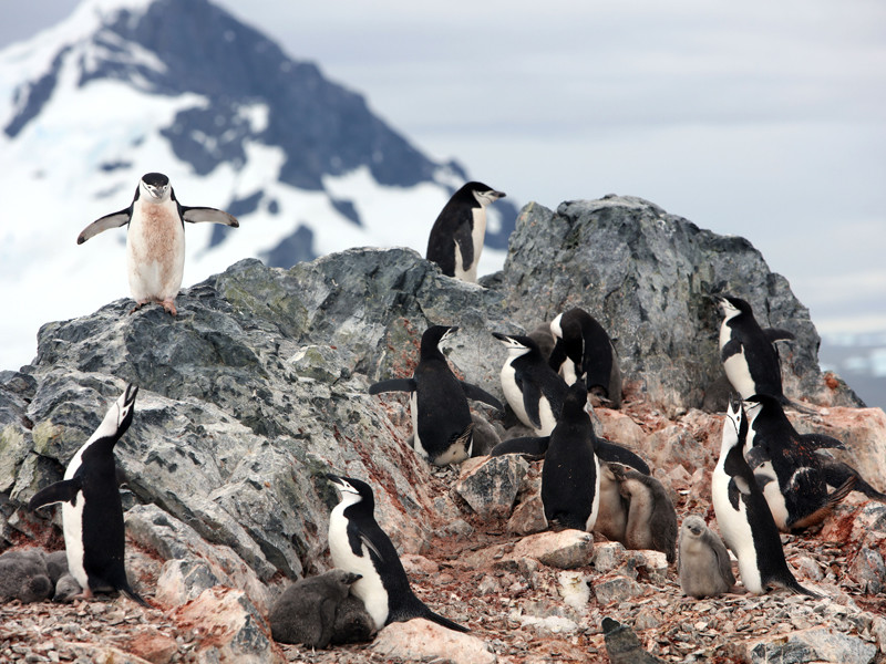 В Антарктиде пингвины утащили оборудование латвийских исследователей