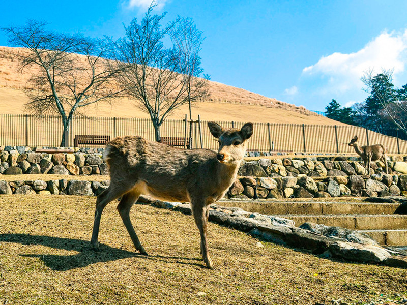 В японском парке из-за оленей, кусающих туристов, ввели правила по кормлению животных