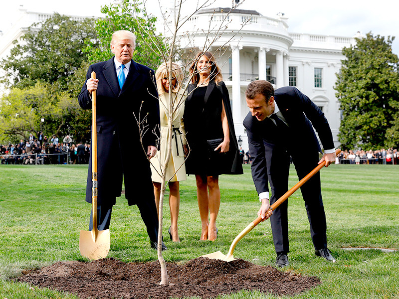 Посаженный Трампом и Макроном дуб убрали с лужайки Белого дома
