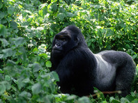 Популяция  горилл  к концу века может сократиться на 80%, бьют тревогу ученые