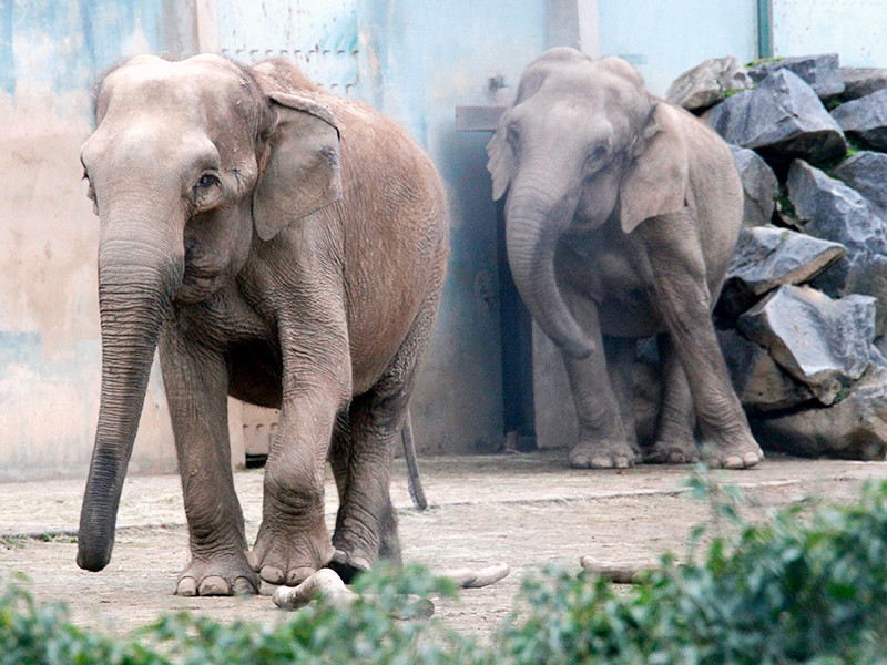 Последние пять лет бывшие цирковые слоны Непал и Беби, чья история получила широкий резонанс в начале 2013 года, жили в Монако, где заботу о них взяла на себя принцесса Стефания

