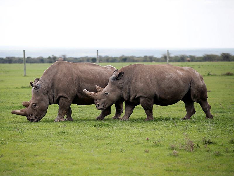На данный момент, после эвтаназии самца Судана, в мире осталось всего две самки северного белого носорога