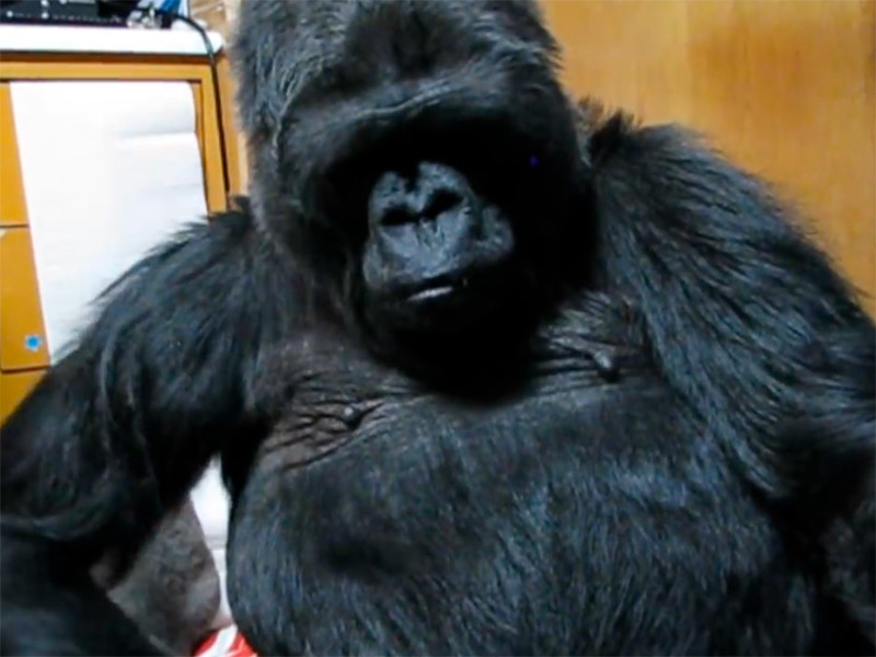 В Калифорнии на 47-м году жизни скончалась горилла Коко, освоившая язык глухонемых