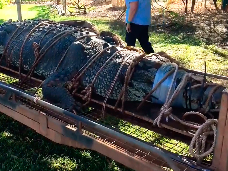 Австралийская полиция задержала огромного крокодила на подходах к городу
