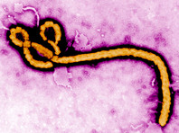 Власти ДРК подтвердили 13 случаев заражения вирусом Эбола