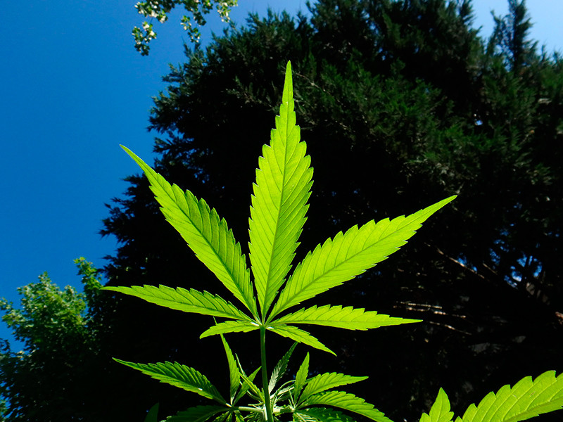 Каннабис в Канаде или как Страна кленового листа стала Страной листа марихуаны: отныне легализована ее продажа, хранение и выращивание