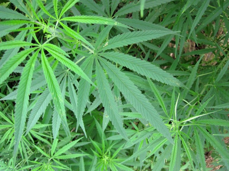 Выращивание марихуаны законодательство тор браузер хром скачать гирда