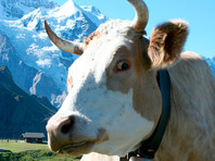Швейцарцы на референдуме решают вопрос о выплате субсидий крестьянам, не желающим удалять рога у своих коз и коров