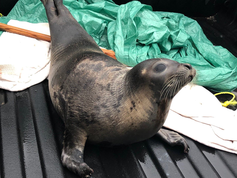8 января полицейские сообщили, что вернули одного тюленя в океан, однако предостерегли жителей города от приближения к морским котикам: это может быть опасно